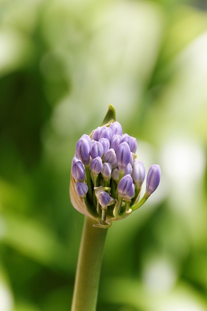 Free Spring Nature photo and picture