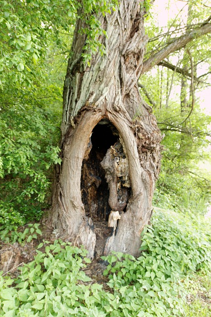 Free Tree Branch photo and picture