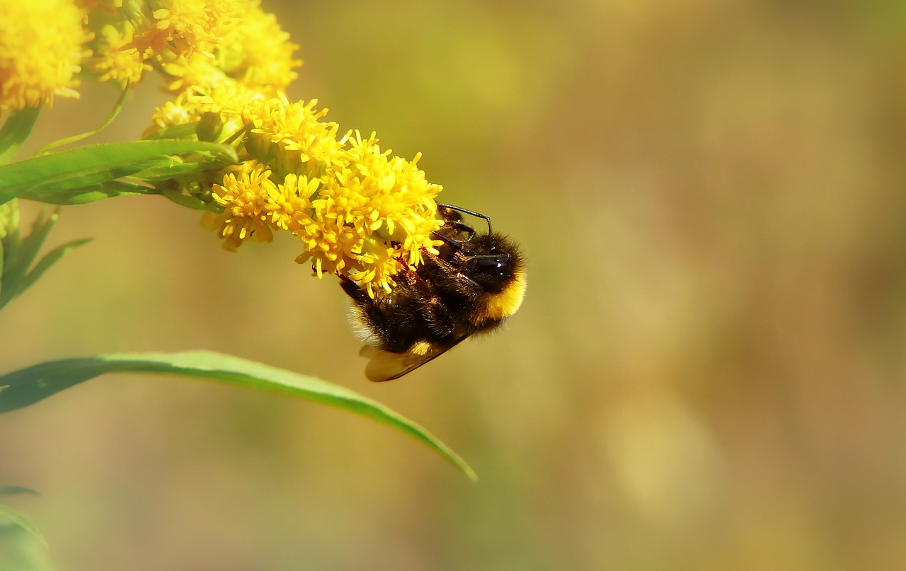 大黄蜂气 昆虫 Pszczołowate - Pixabay上的免费照片 - Pixabay