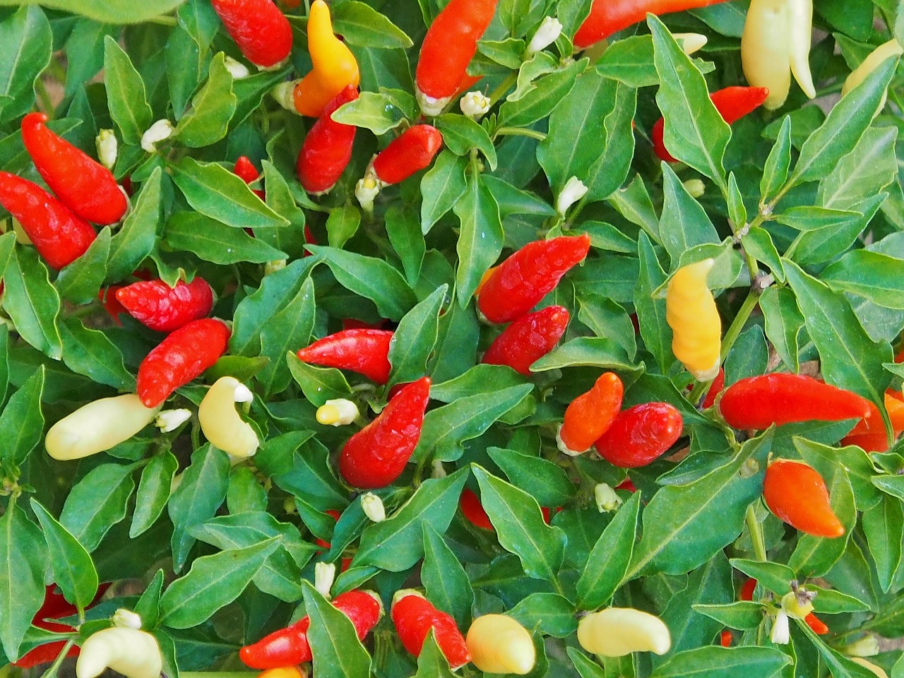 Chili Peppers Fruits Plant Free photo on Pixabay Pixabay
