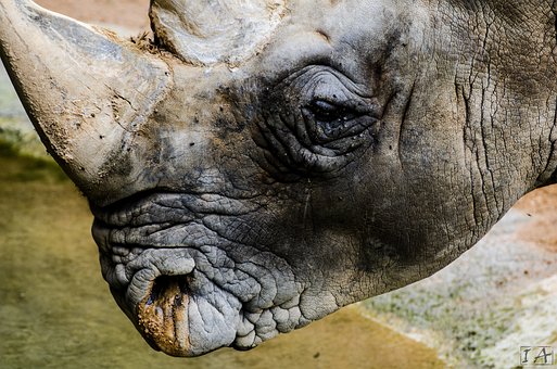 Rhino, Rinoceronte, Naturaleza, Nature