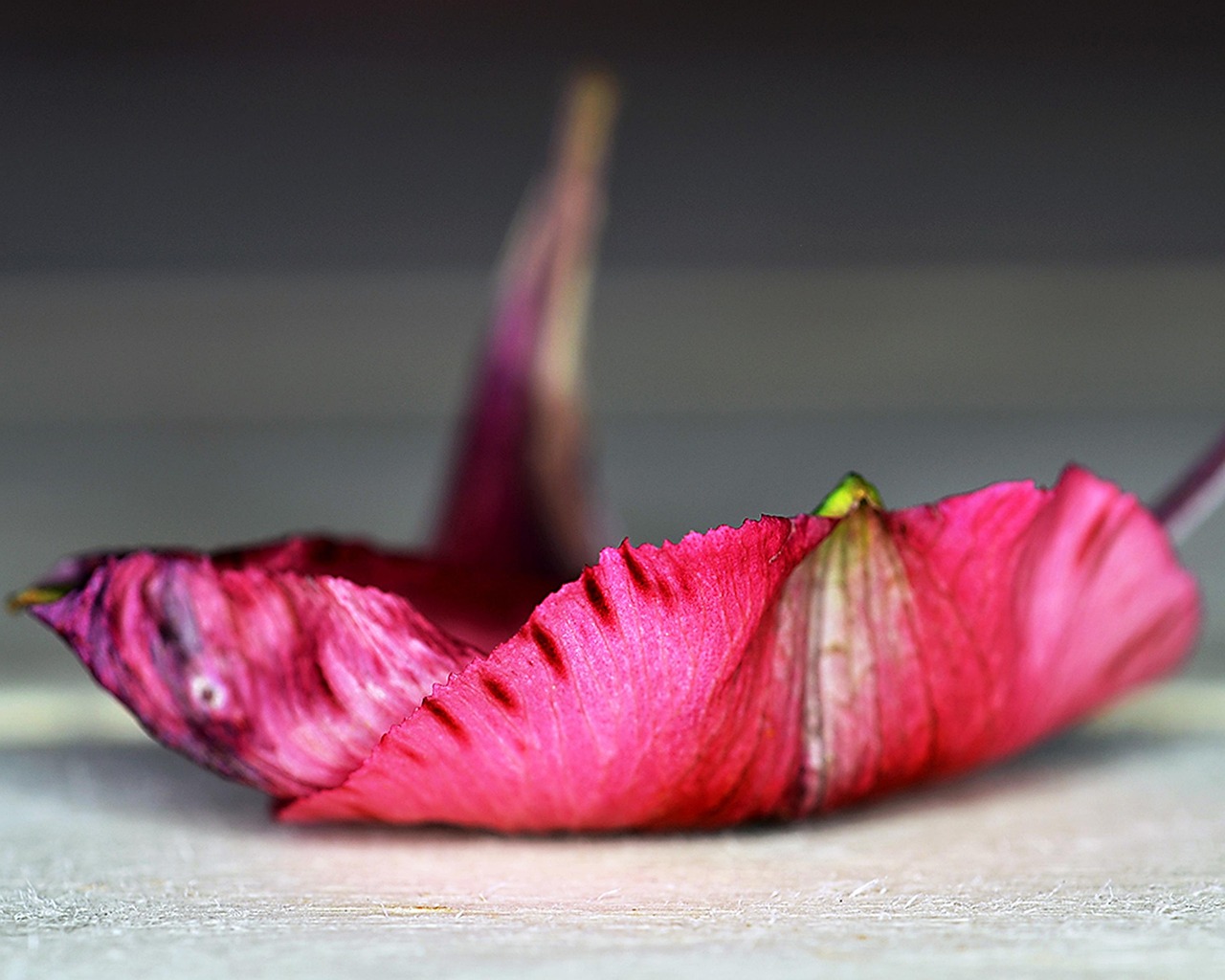 花 花弁 - Pixabayの無料写真 - Pixabay