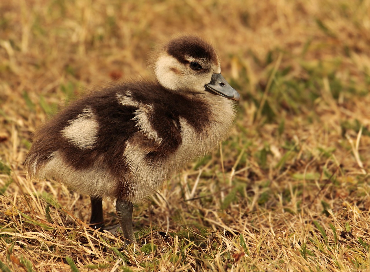 https://cdn.pixabay.com/photo/2018/10/05/07/34/chicks-3725314_1280.jpg