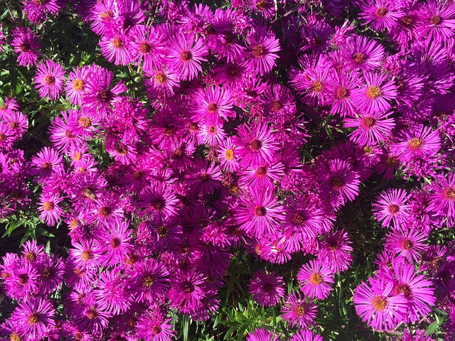 Otoño, Púrpura, Flor, Plantas, Jardín