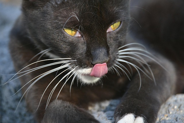 Gato, Negro, Animal Domestico, Gatito