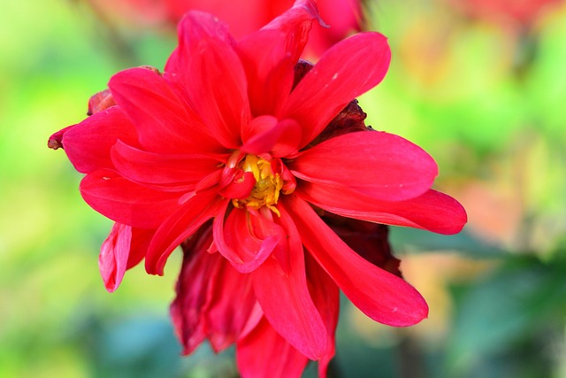 Free Dahlia Red photo and picture