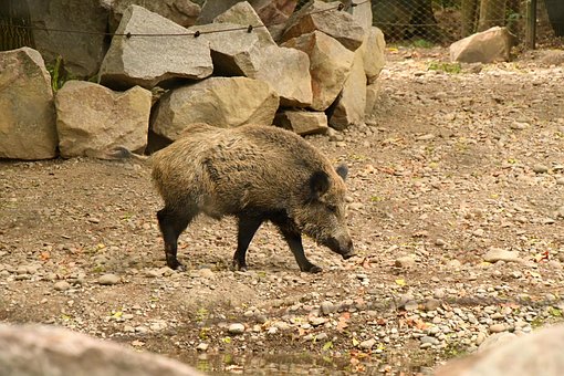 Free Wild Boar Zoo photo and picture