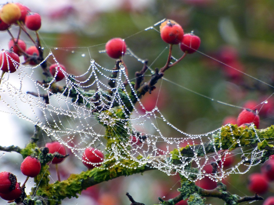 Baies Rouges Autumn Baies Rouge Sauvage - Photo gratuite sur Pixabay