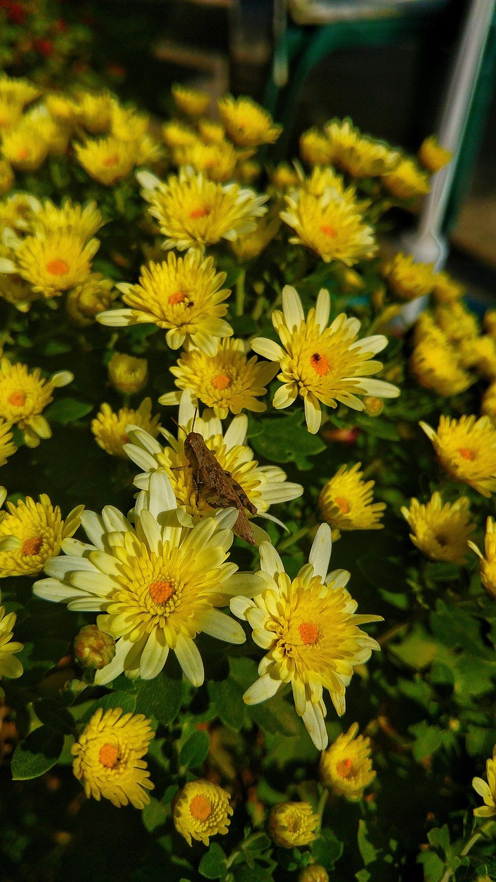 Chrysanthemum Insect Free photo on Pixabay Pixabay