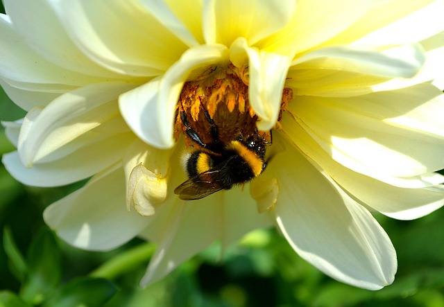 Free Dahlia Flower photo and picture