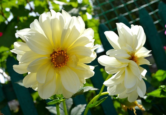 Free Dahlias Pair photo and picture