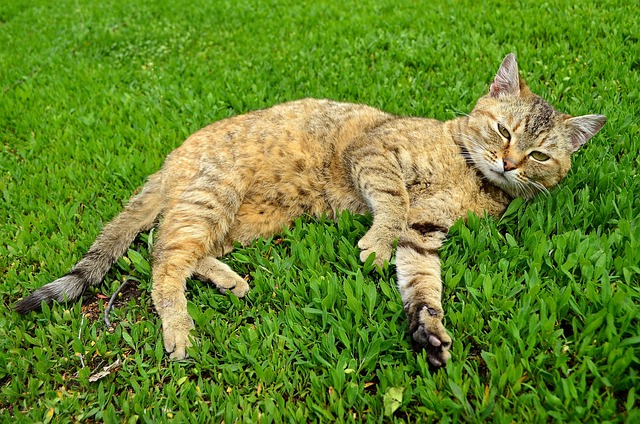 Free Cat Predator photo and picture