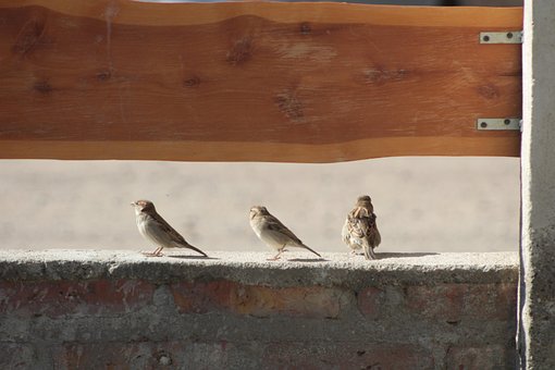 Free Sparrows Birds photo and picture
