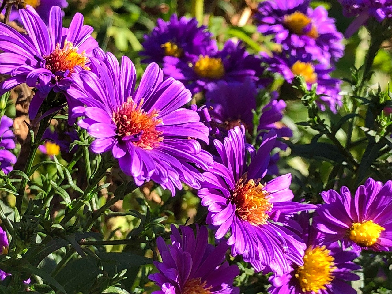 Flower Fall Nature - Free photo on Pixabay