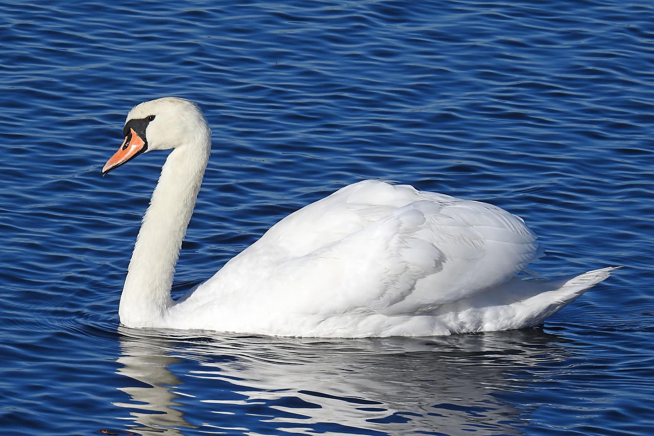 Lac Cygne L'Eau La - Photo gratuite sur Pixabay - Pixabay