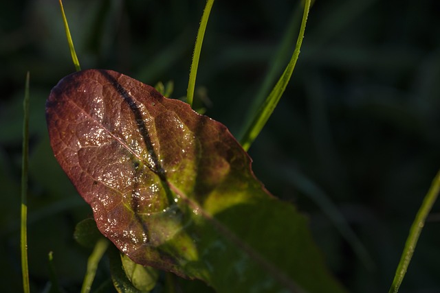 Free Fall Autumnal photo and picture