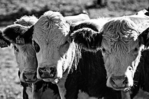 Free Cows Calves photo and picture