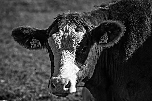 Free Cow Calf photo and picture