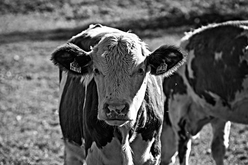 Free Cow Calf photo and picture