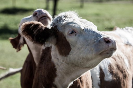 Free Cow Calf photo and picture