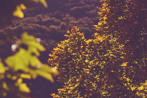 Free Fall Trees photo and picture