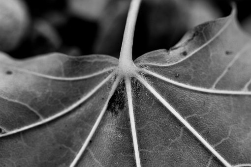 Free Macro Leaf photo and picture