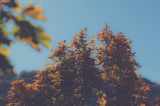 Free Fall Trees photo and picture