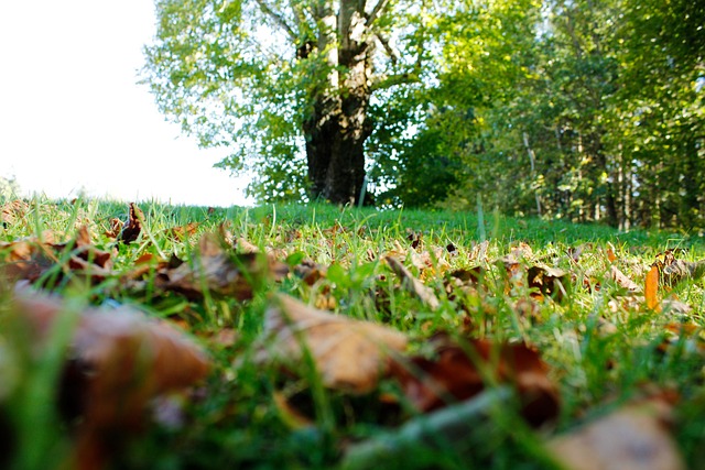 Free Fall Leaves photo and picture