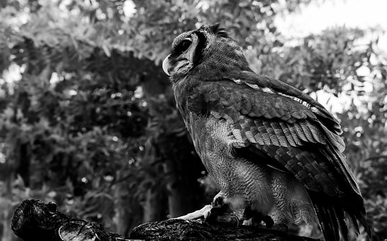 Blanco Y Negro, Naturaleza, Ave