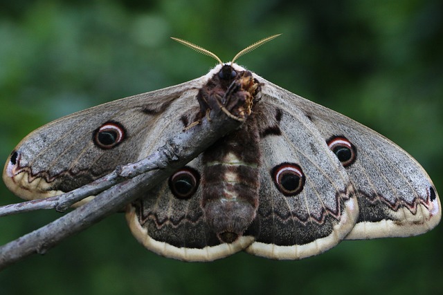 Free Butterfly Animals photo and picture