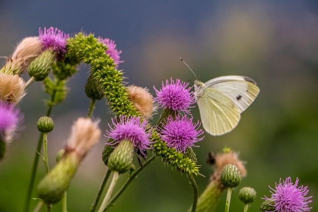Free Butterfly Flower Wallpaper photo and picture