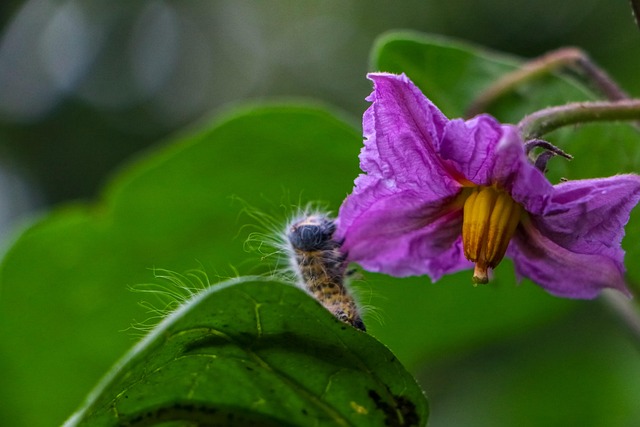 Free Purple Flower photo and picture