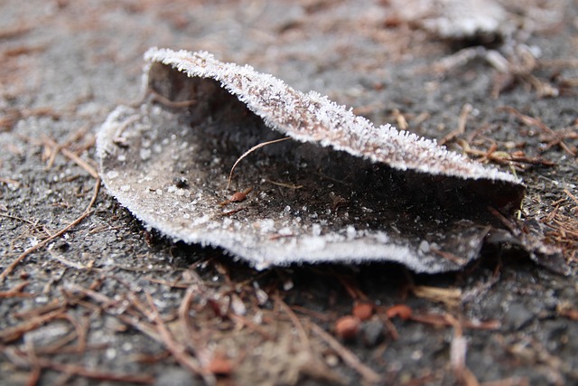 Frost, Blatt, Kalt, Winter, Gefroren
