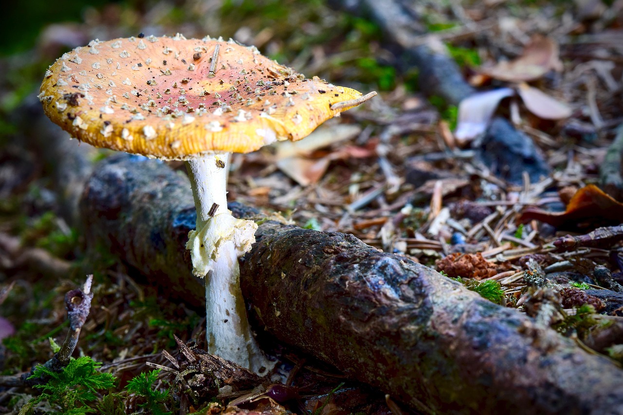 Toadstool Picture Toadstool Mushroom Nature - Free photo on Pixabay - Pixabay
