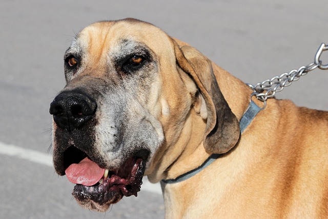Free Great Dane Dog photo and picture