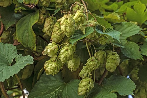 Houblon, Plantes, Hopfenblüte, Nature