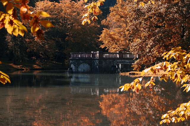 Free Fall Leaves photo and picture