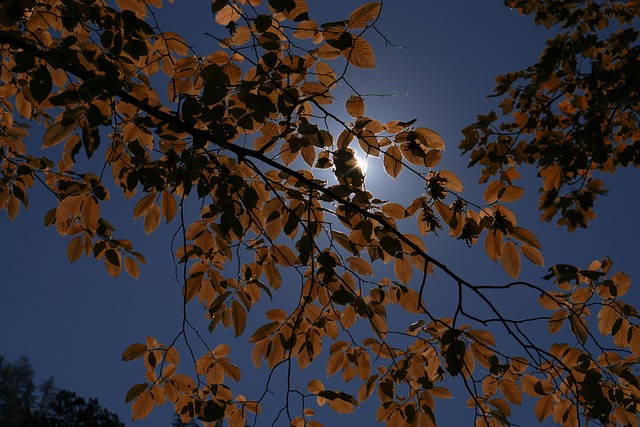 Free Leaves Sun photo and picture