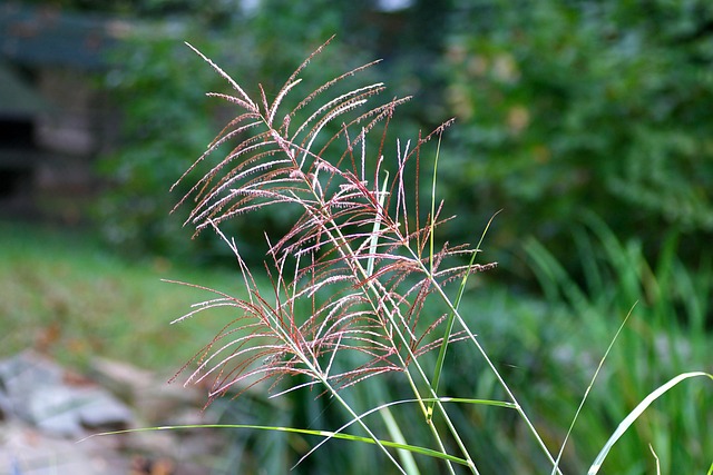 Muhly Trávy, Muhlenbergia, Růžový, Tráva