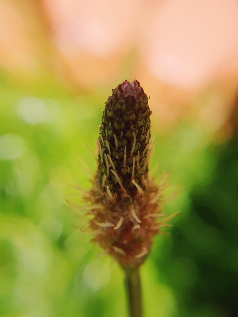 Natur, Plantain, Anlegg, Sommer, Felt