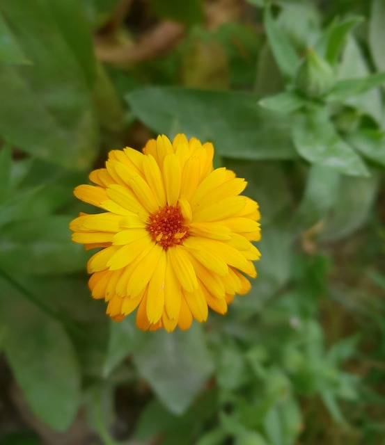 Natur, Blomst, Fløyelsblomst, Blossom