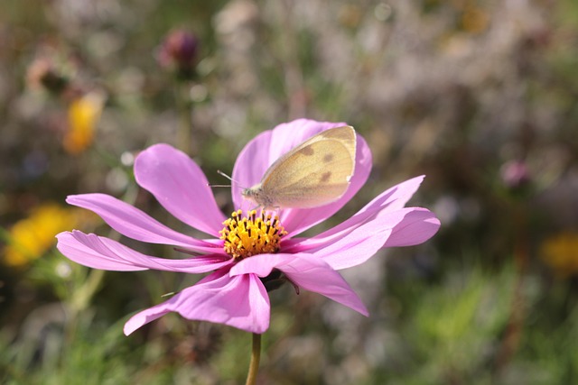 Free Flower Butterfly photo and picture