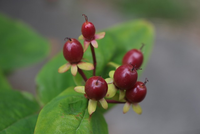 Free Plant Autumn photo and picture