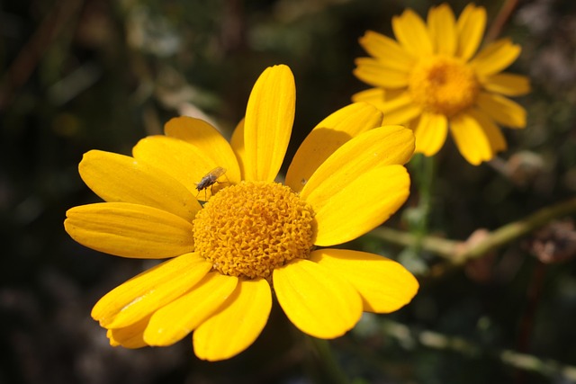 Free Flower Yellow photo and picture