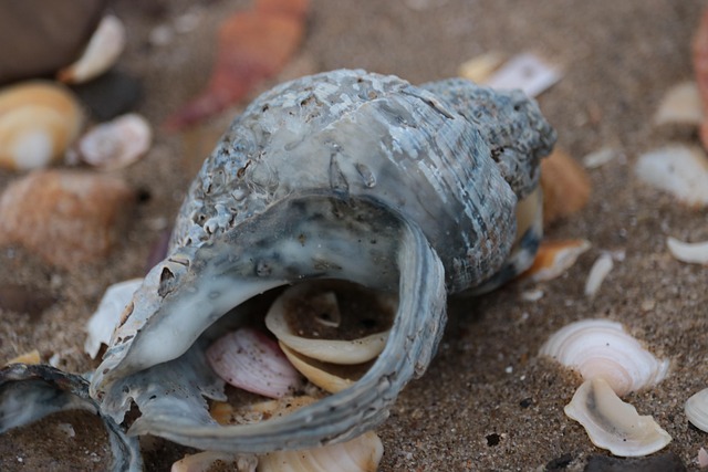 Free Shells Sea photo and picture