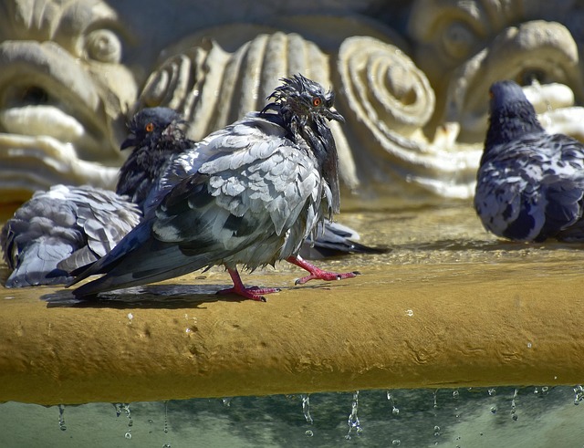Free Pigeons Water photo and picture