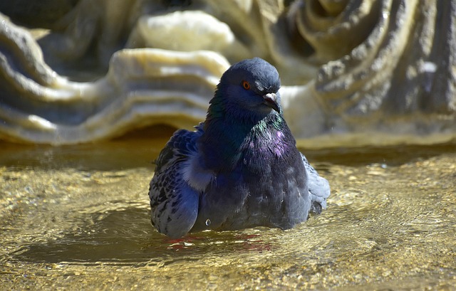 Free Pigeons Water photo and picture