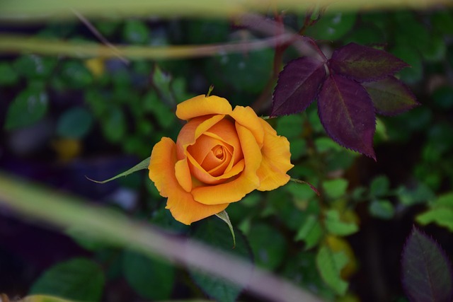 Free Rose Yellow photo and picture