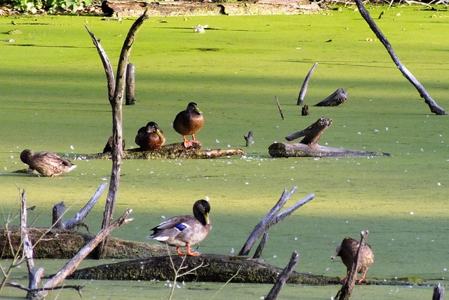 Free Duck Joint photo and picture