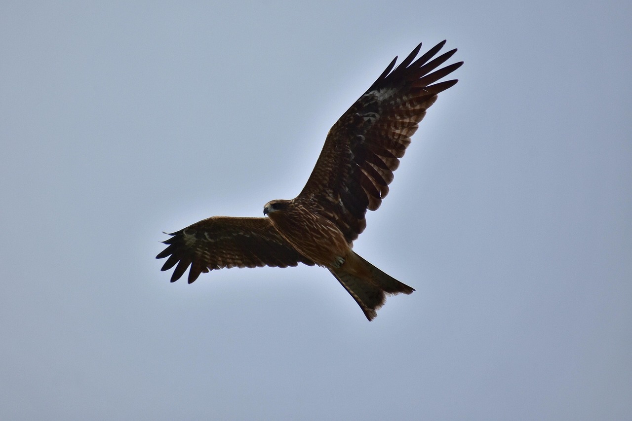 Oiseau Qui Tourne En Rond Dans Le Ciel Signification